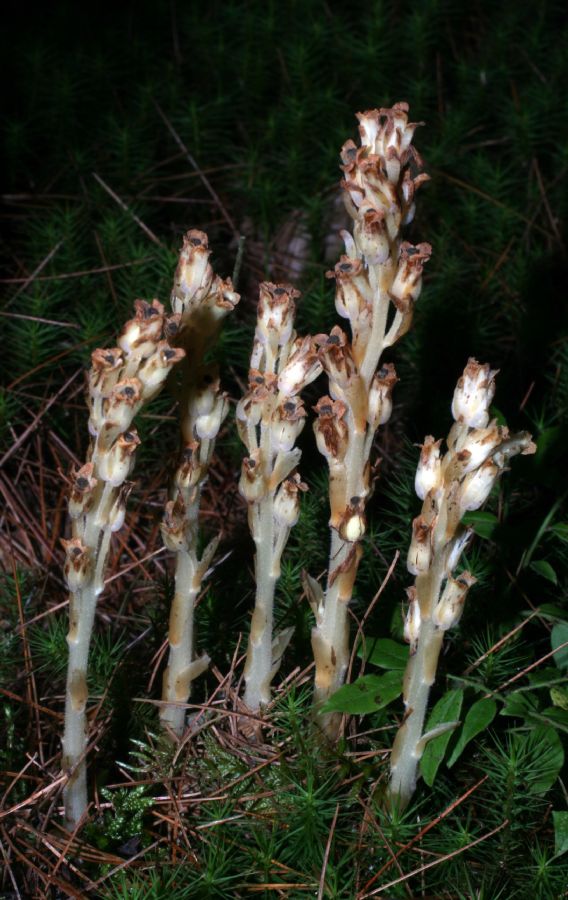 Ericaceae Monotropa hypopithys