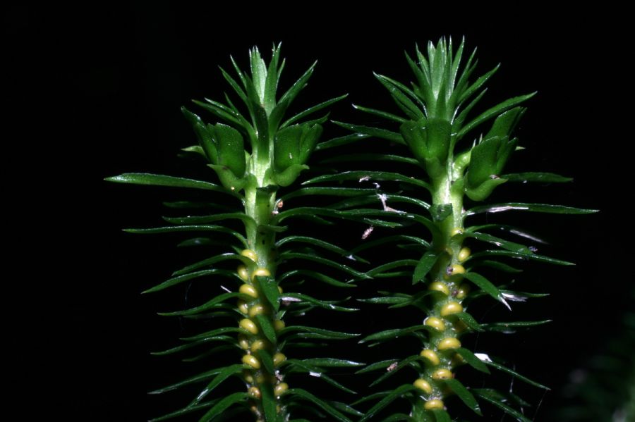 Lycopodiaceae Huperzia lucidula