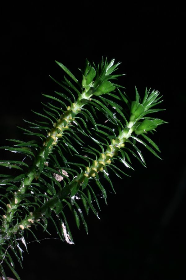 Lycopodiaceae Huperzia lucidula