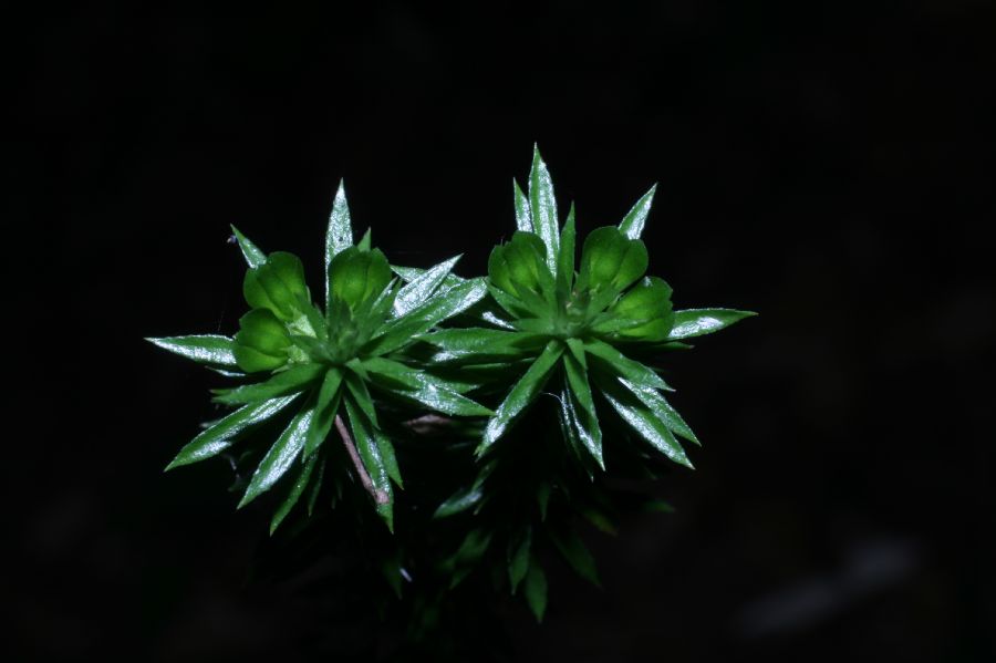 Lycopodiaceae Huperzia lucidula