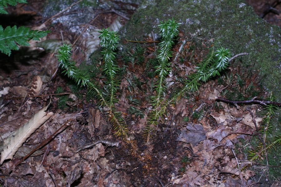 Lycopodiaceae Huperzia lucidula