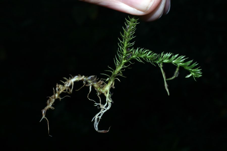 Lycopodiaceae Lycopodiella inundata