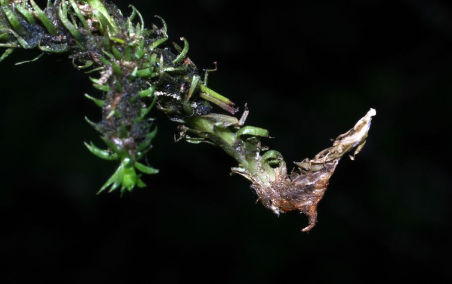 Lycopodiaceae Lycopodiella inundata