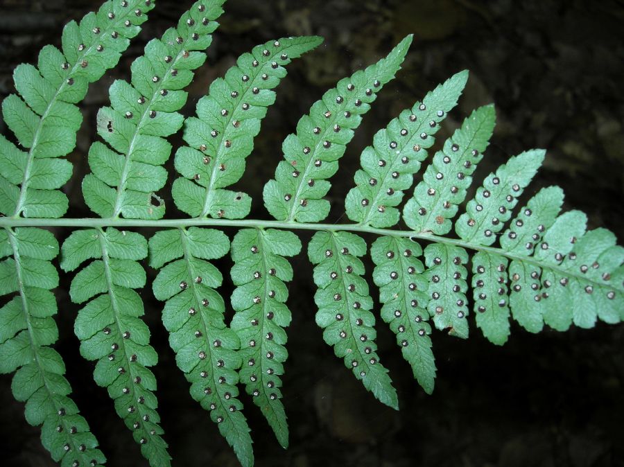 Dryopteridaceae Dryopteris marginalis