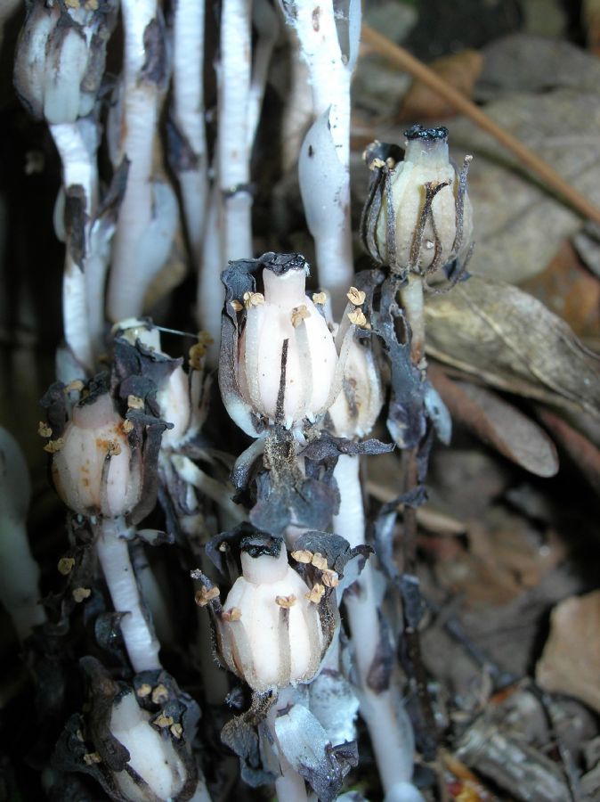 Ericaceae Monotropa uniflora