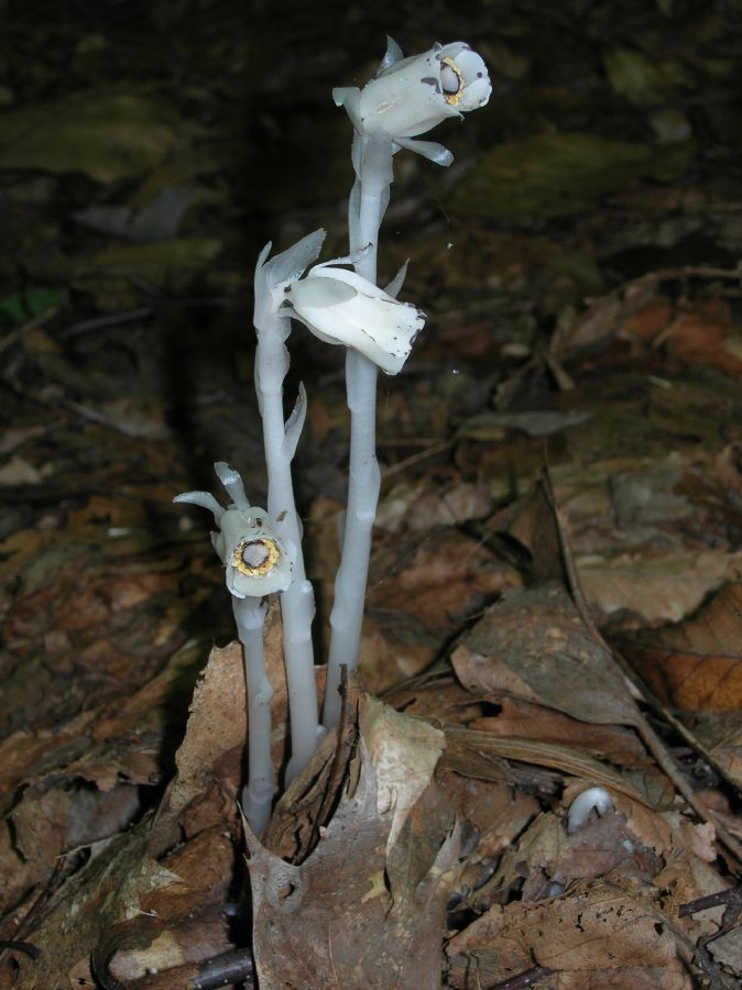 Ericaceae Monotropa uniflora