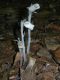 image of Monotropa uniflora