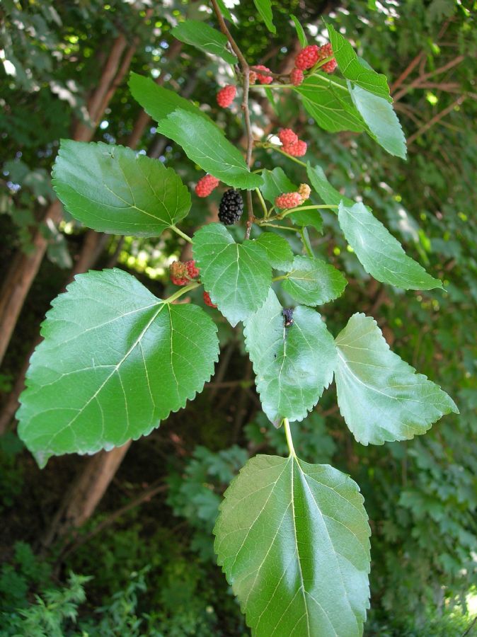 Moraceae Morus alba