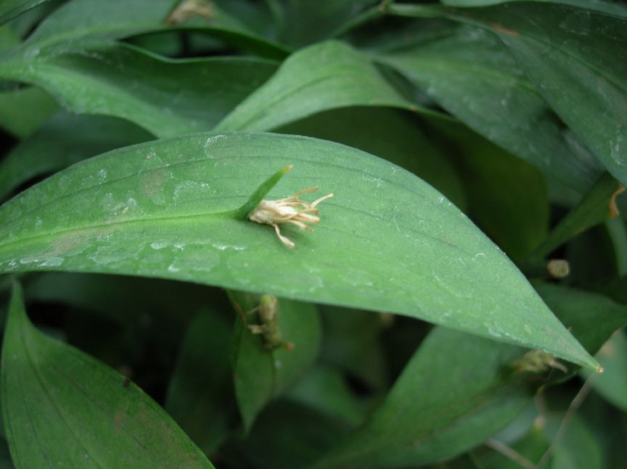 Asparagaceae Ruscus microglossus