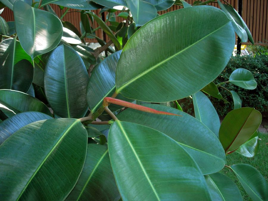 Moraceae Ficus elastica