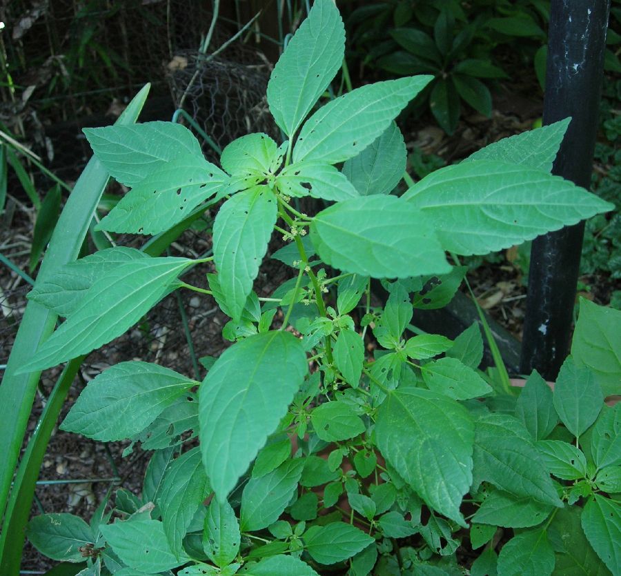 Euphorbiaceae Acalypha rhomboidea