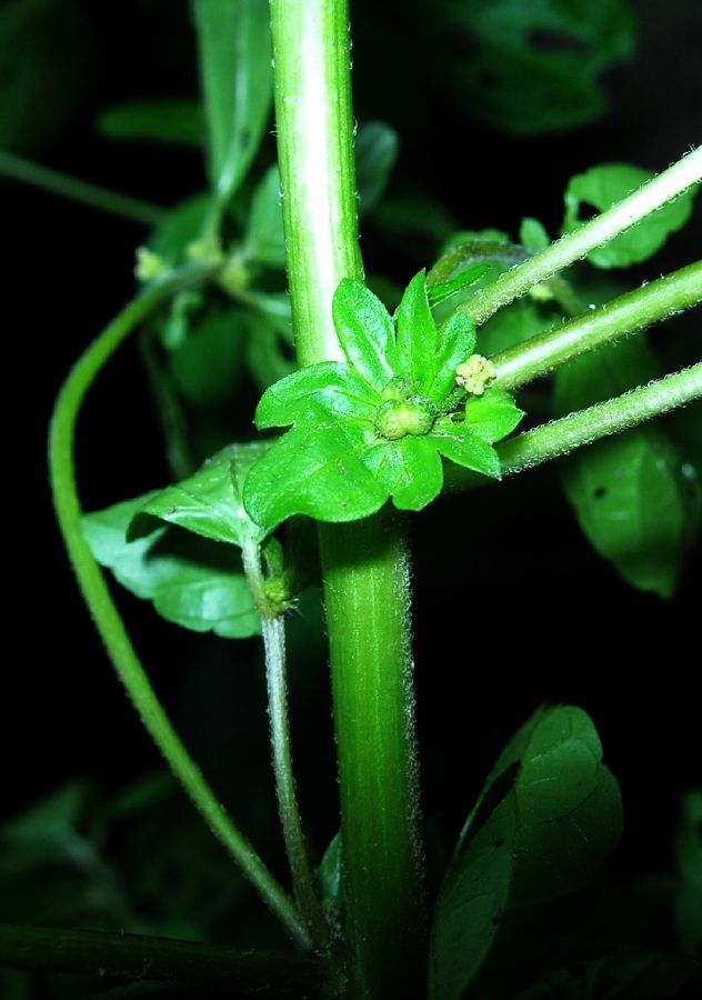 Euphorbiaceae Acalypha rhomboidea