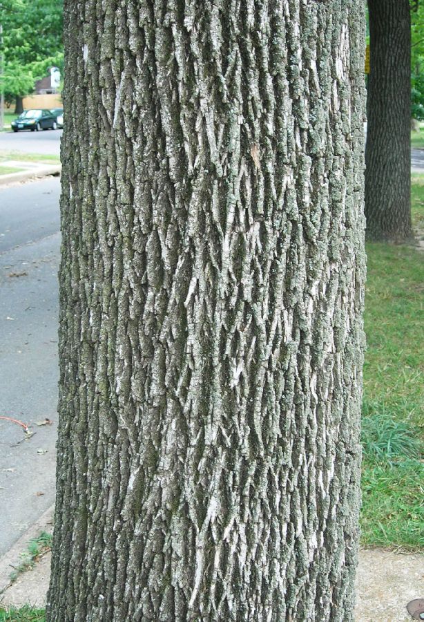 Oleaceae Fraxinus pennsylvanica