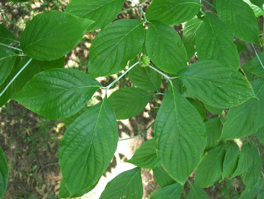 Cornaceae Cornus florida