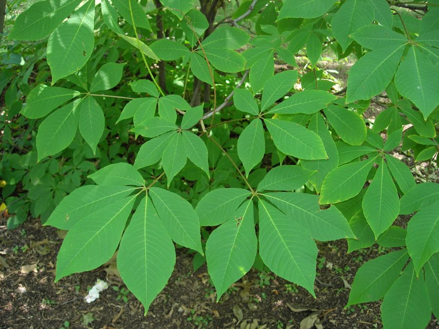 Hippocastanaceae Aesculus pavia