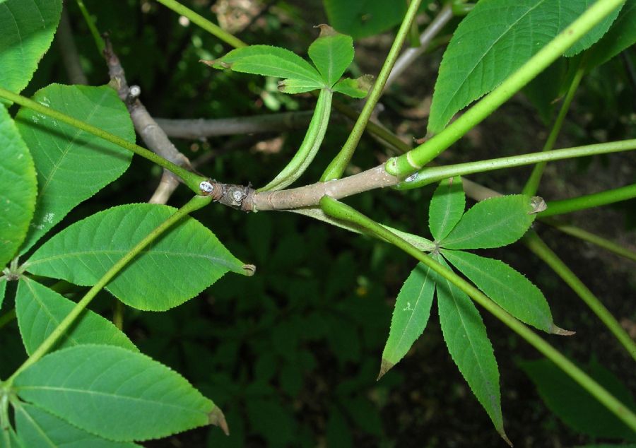 Hippocastanaceae Aesculus pavia