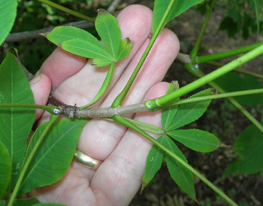 Hippocastanaceae Aesculus pavia