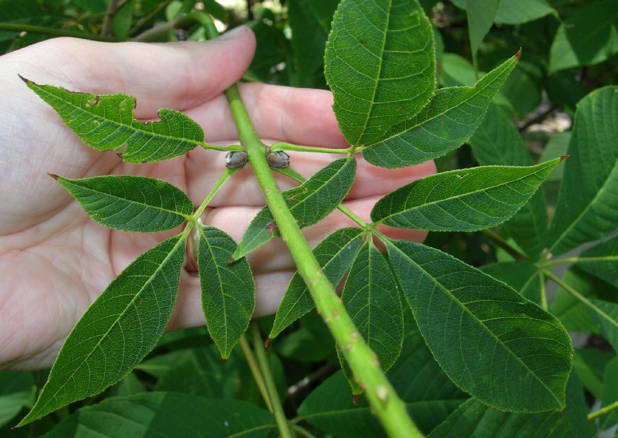 Hippocastanaceae Aesculus pavia