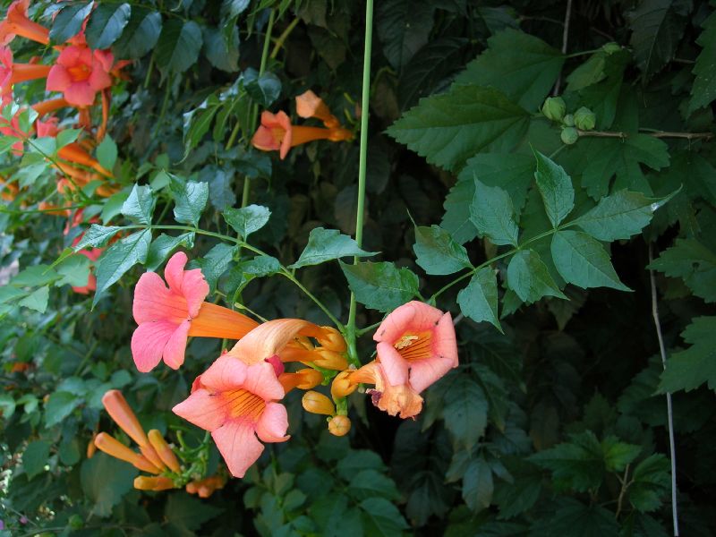 Bignoniaceae Campsis radicans