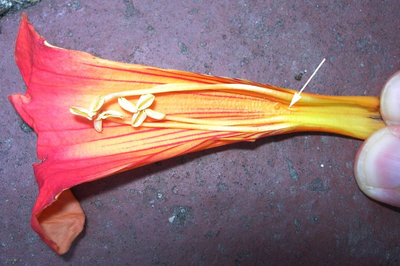 Bignoniaceae Campsis radicans