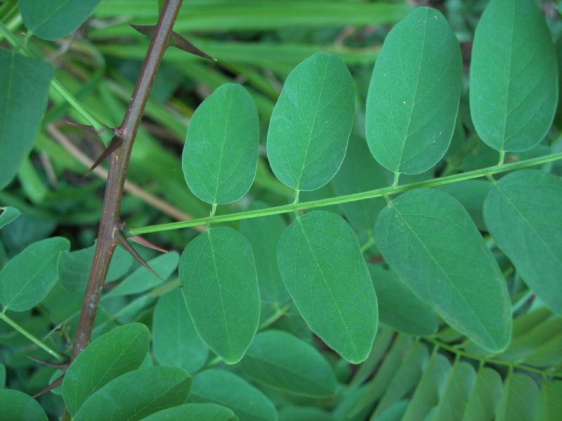 Fabaceae Robinia pseudoacacia