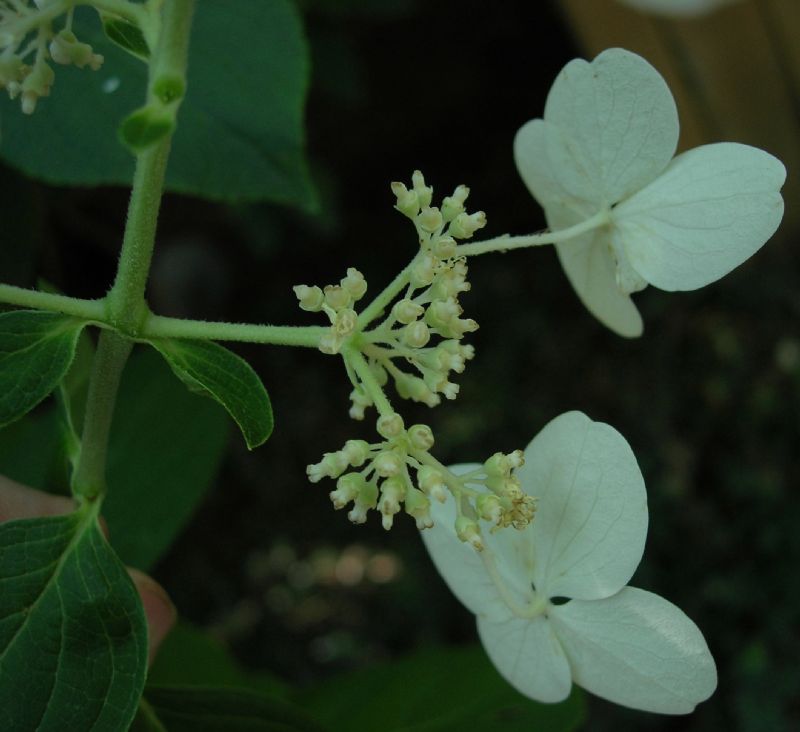 Hydrangeaceae Hydrangea paniculata