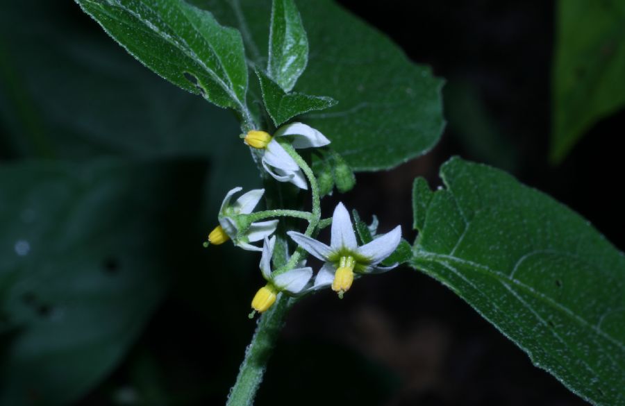 Solanaceae Solanum americanum