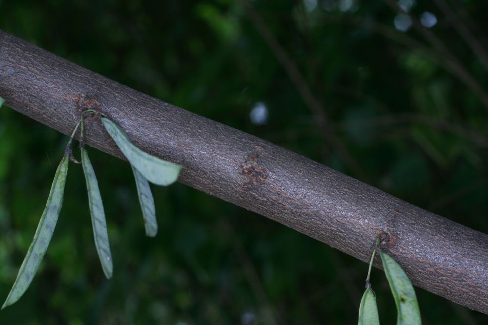 Fabaceae Cercis canadensis