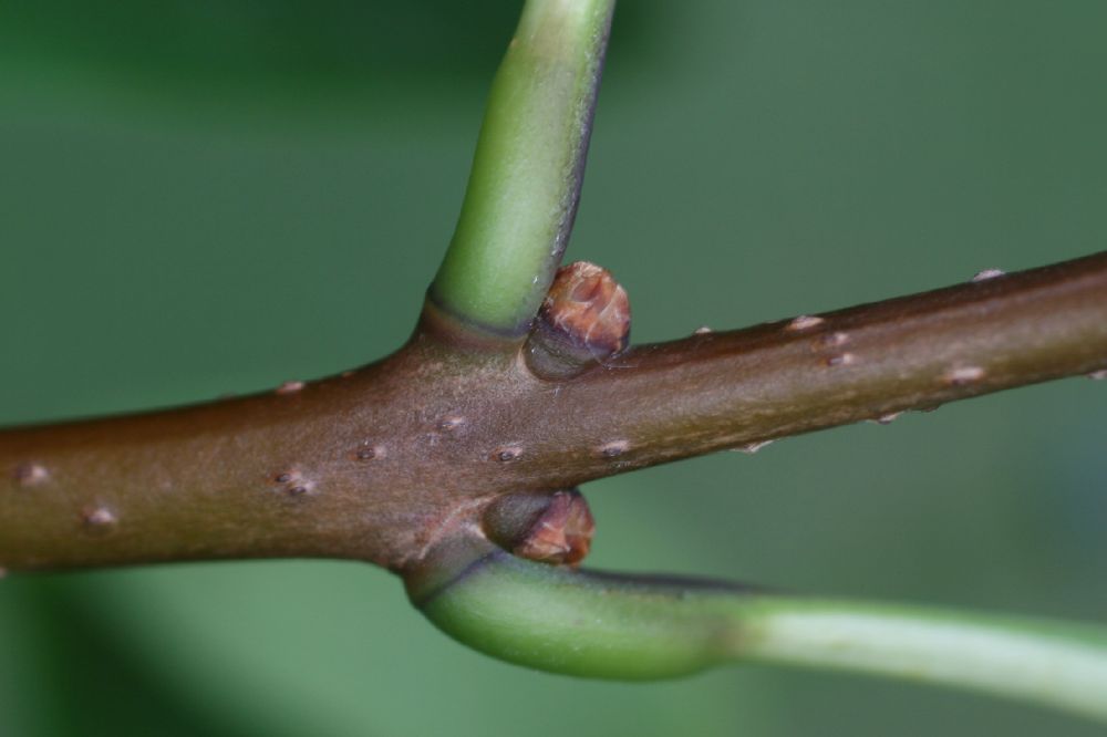 Oleaceae Chionanthus virginicus