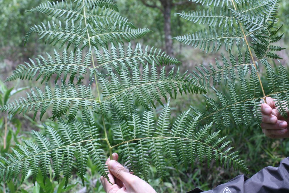 Dennstaedtiaceae Pteridium arachnoideum