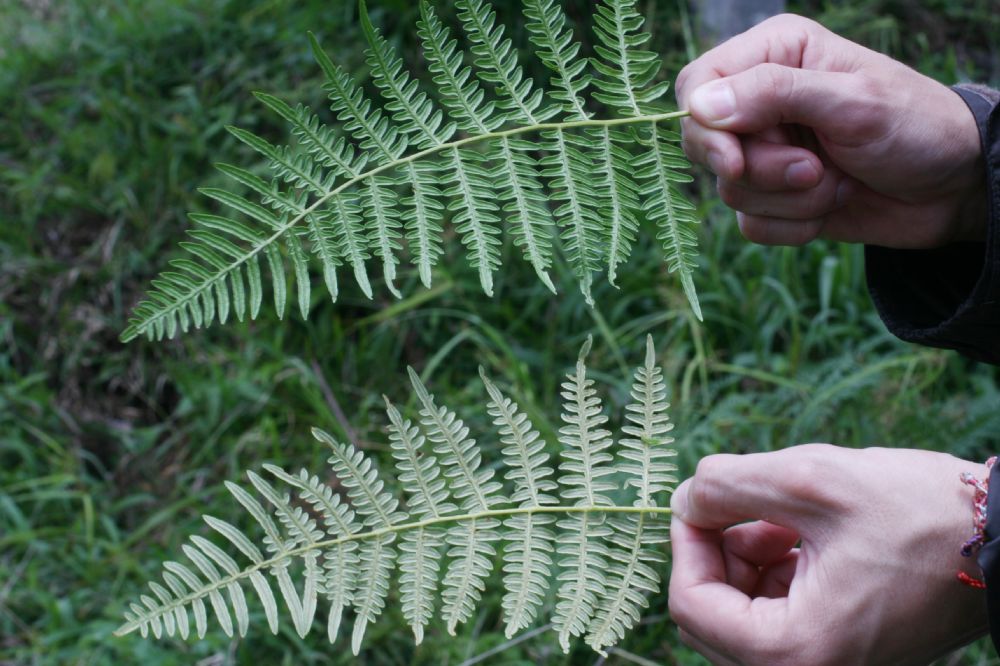 Dennstaedtiaceae Pteridium arachnoideum