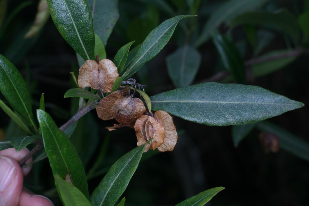 Sapindaceae Dodonaea viscosa