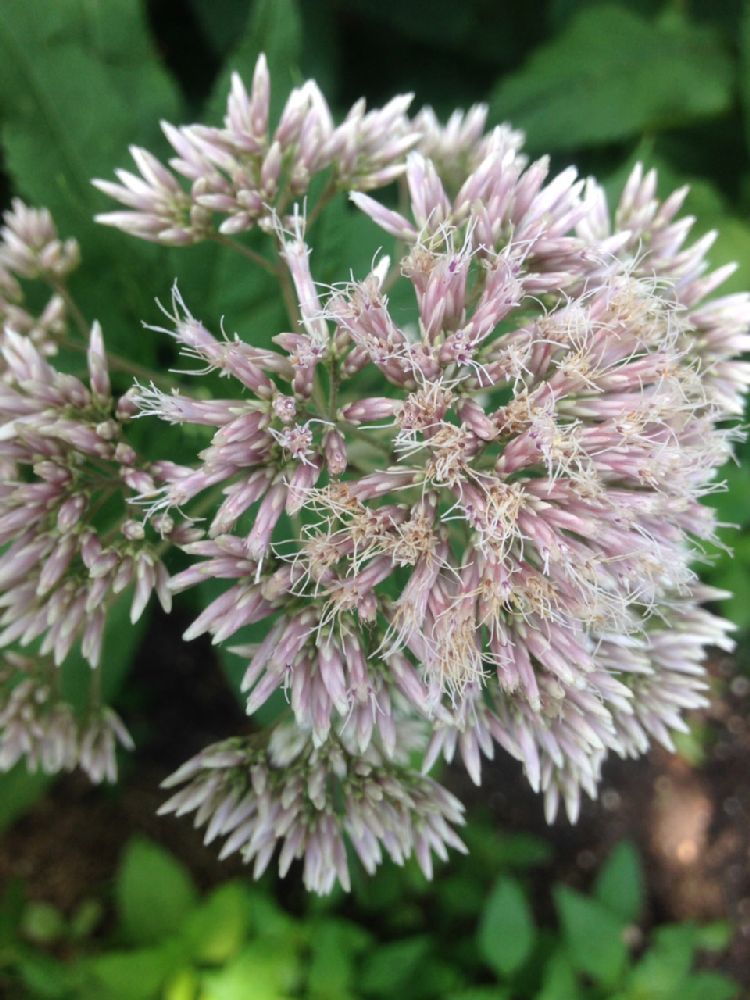 Asteraceae Eupatorium maculatum