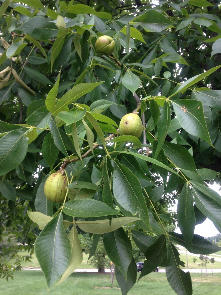 Juglandaceae Carya laciniosa