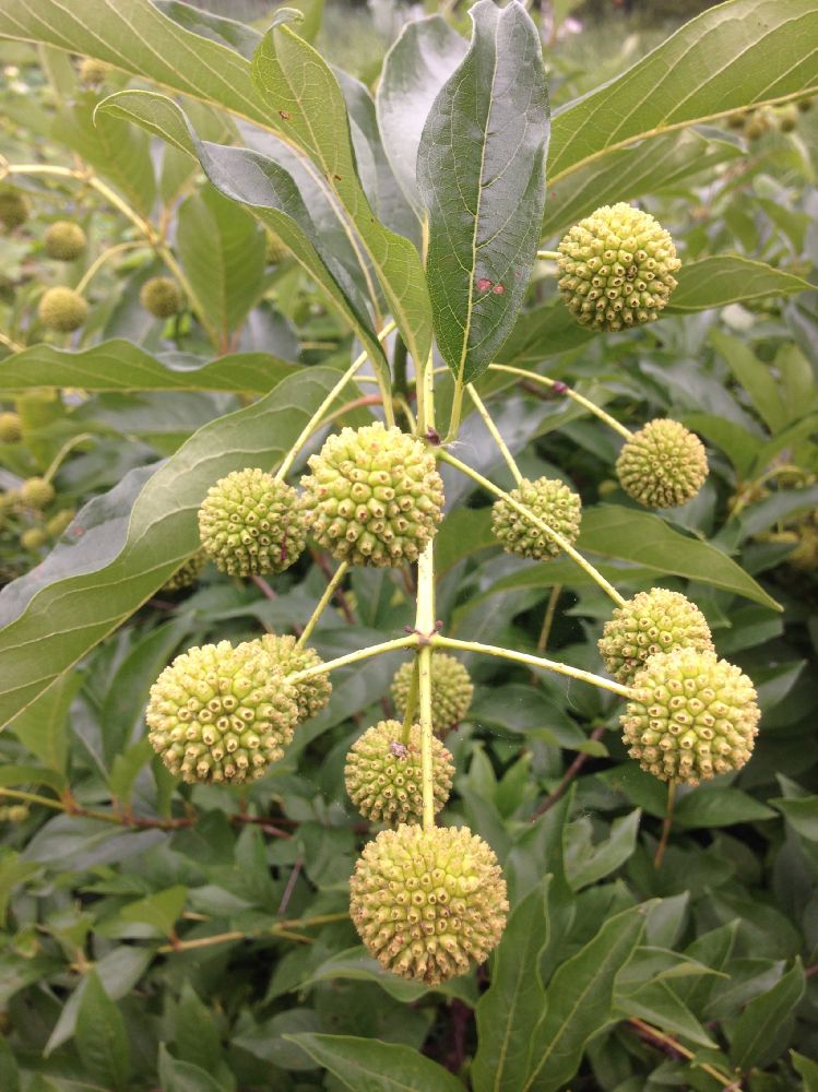 Rubiaceae Cephalanthus occidentalis