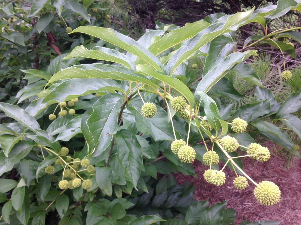 Rubiaceae Cephalanthus occidentalis