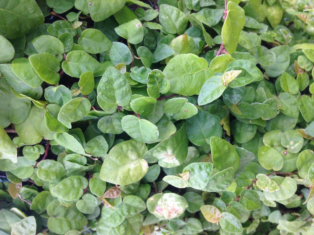 Moraceae Ficus pumila