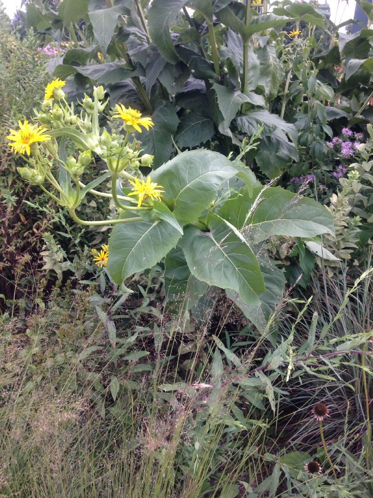 Asteraceae Silphium perfoliatum