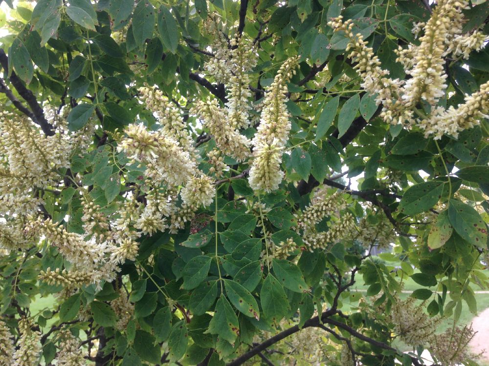 Fabaceae Maackia amurensis