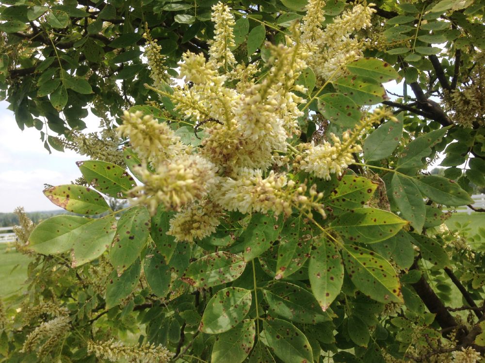 Fabaceae Maackia amurensis