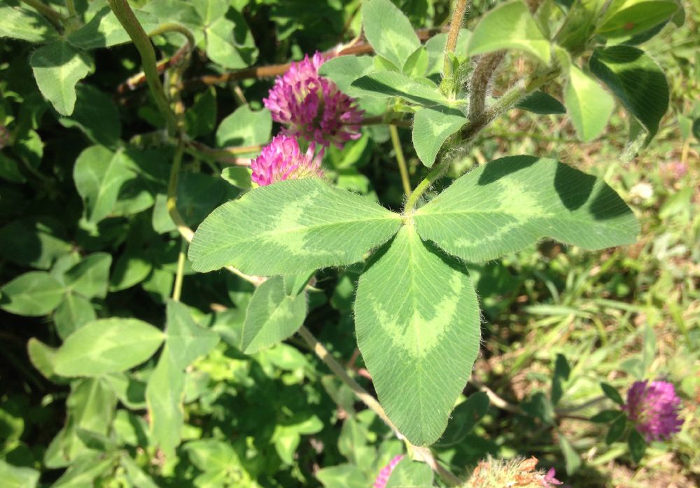 Fabaceae Trifolium pratense