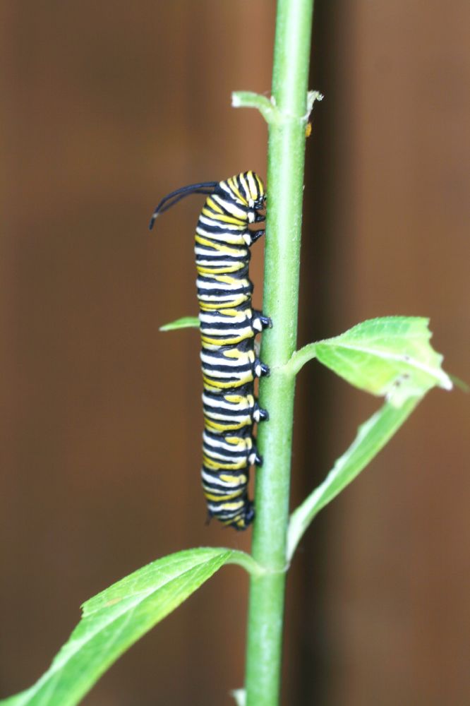 Nymphalidae Danaus plexiipus