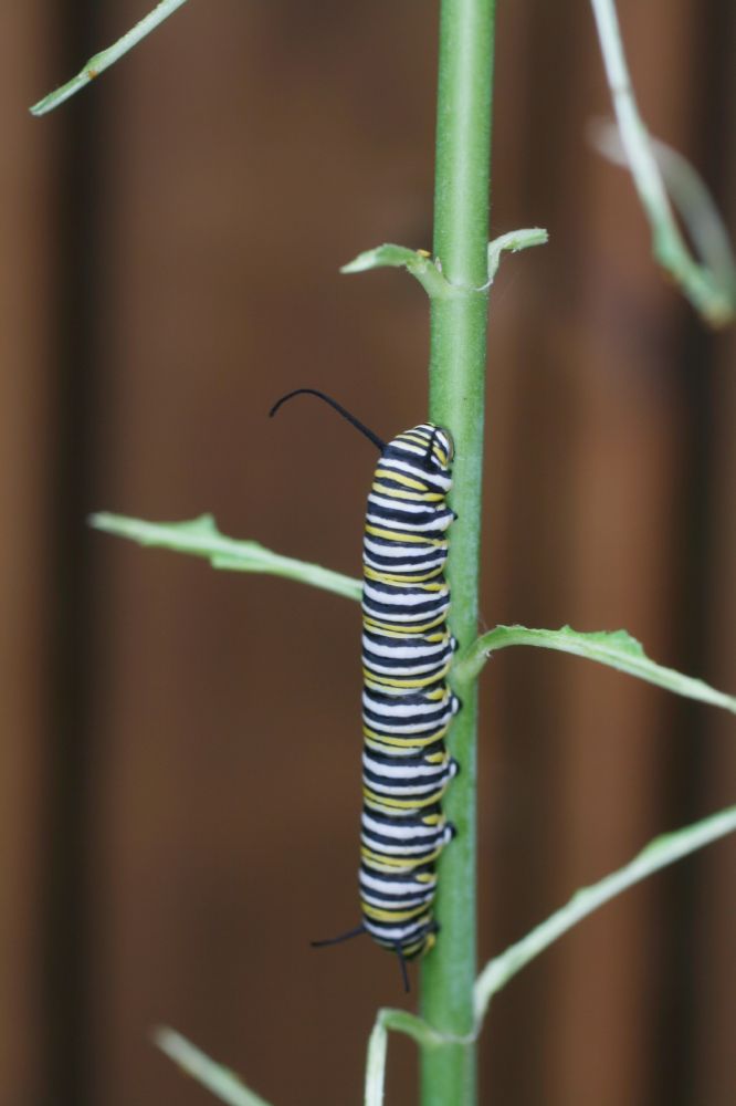 Nymphalidae Danaus plexiipus