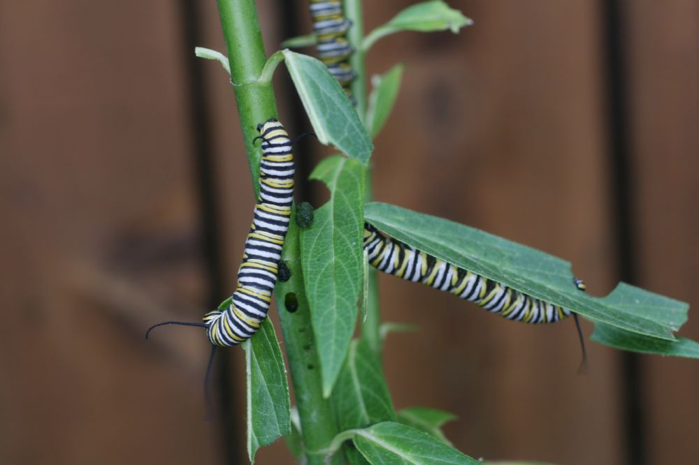 Nymphalidae Danaus plexiipus