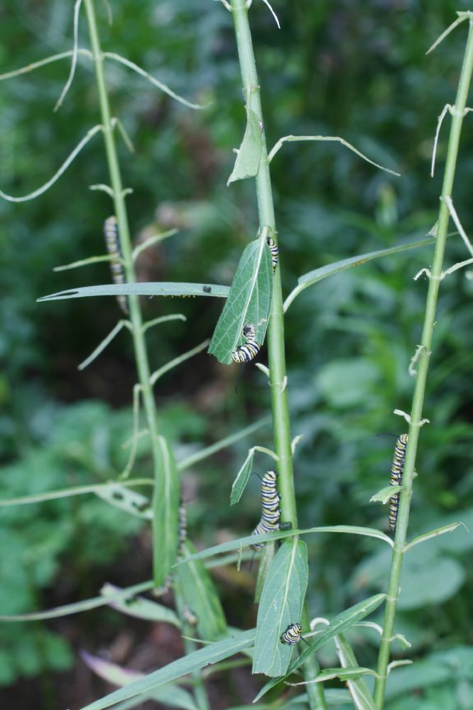 Nymphalidae Danaus plexiipus