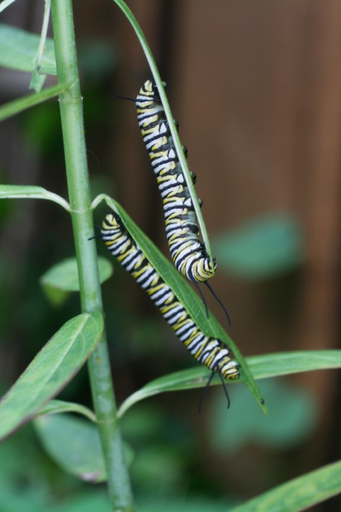 Nymphalidae Danaus plexiipus