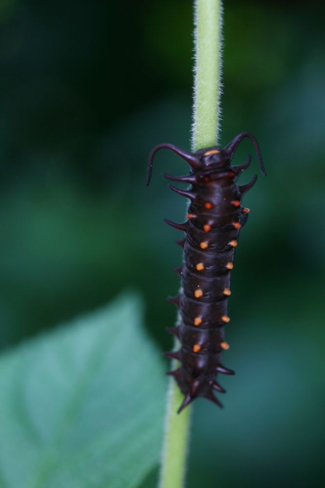 Papilionidae Battus philenor