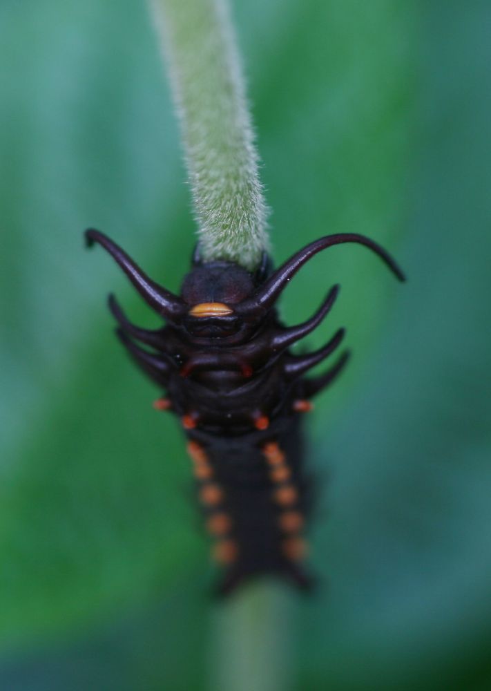 Papilionidae Battus philenor