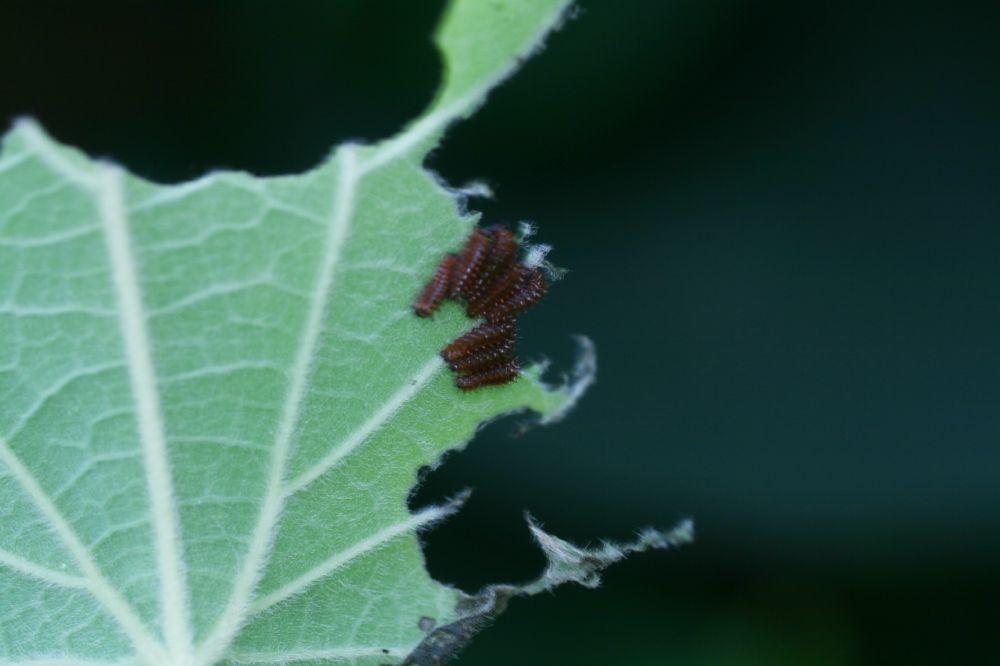 Papilionidae Battus philenor