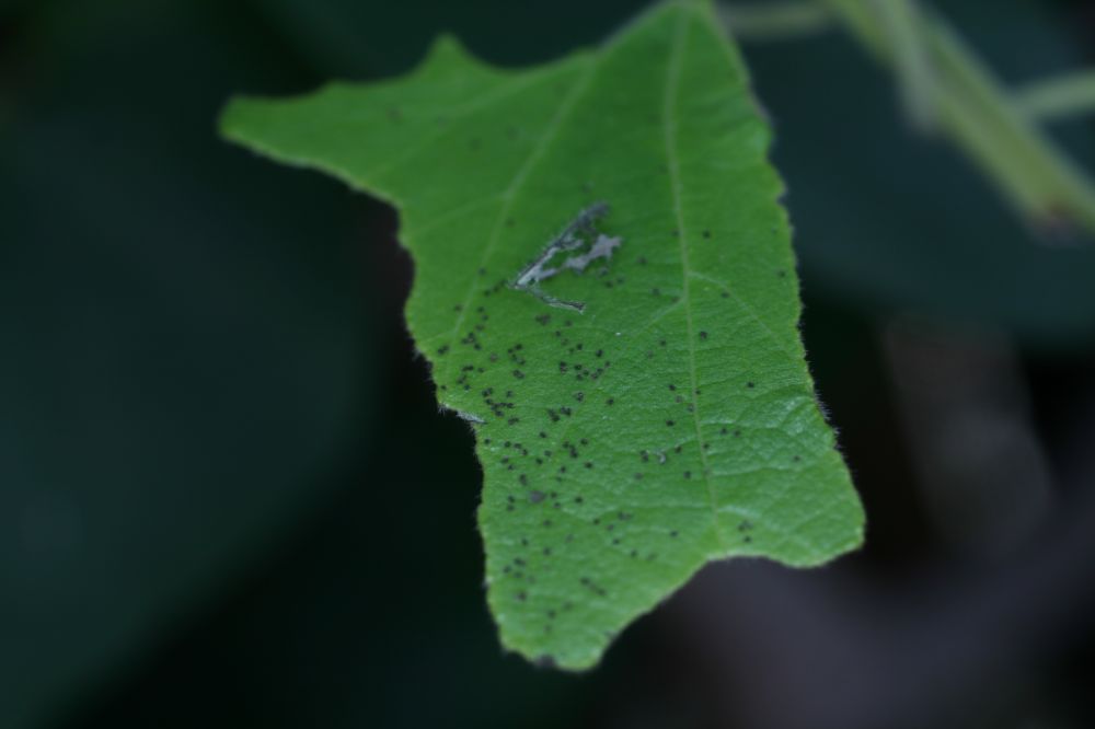 Papilionidae Battus philenor